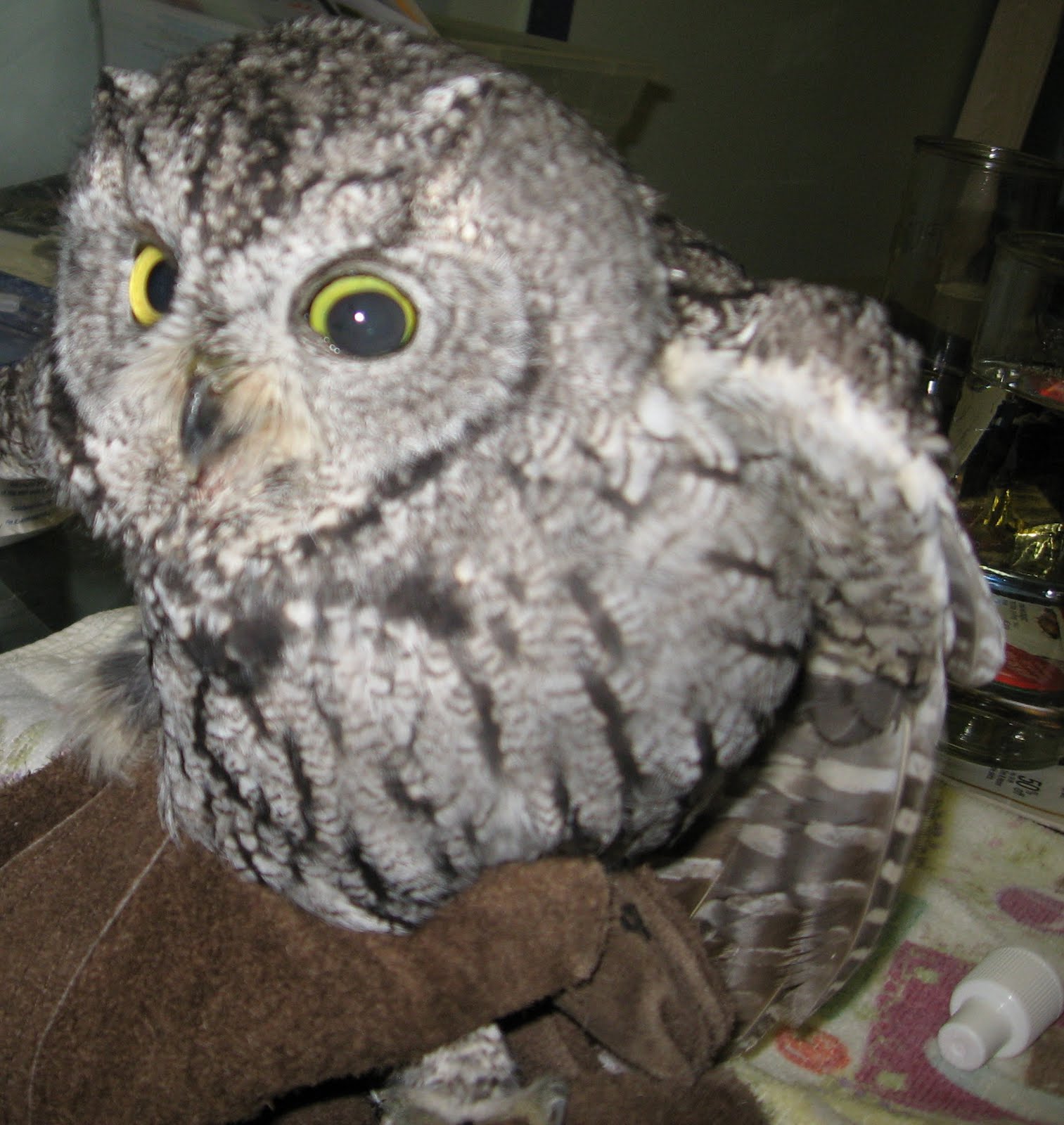 Wildlife Rehabilitation in Utah/Second Chance Wildlife Rehabilitation