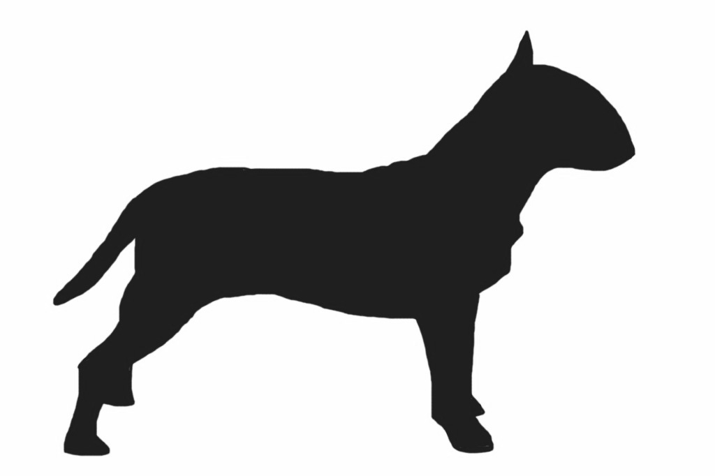 creth davis: drawing: bull terrier (iPhone)
