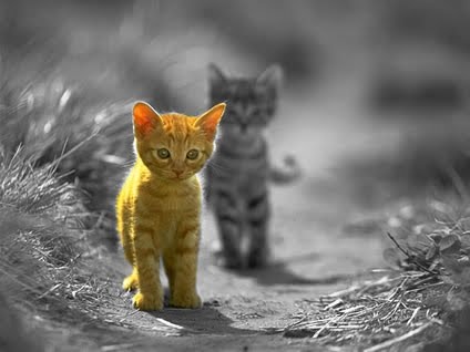http://3.bp.blogspot.com/_wqrV30zd70o/TBHzmg7N-FI/AAAAAAAAA4E/RtCfrdaEMKc/s1600/gato+desaturad.jpg