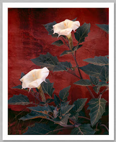 poemas para san valentin. hot dia de san valentin poemas