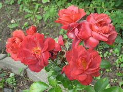 Roses in August 2009