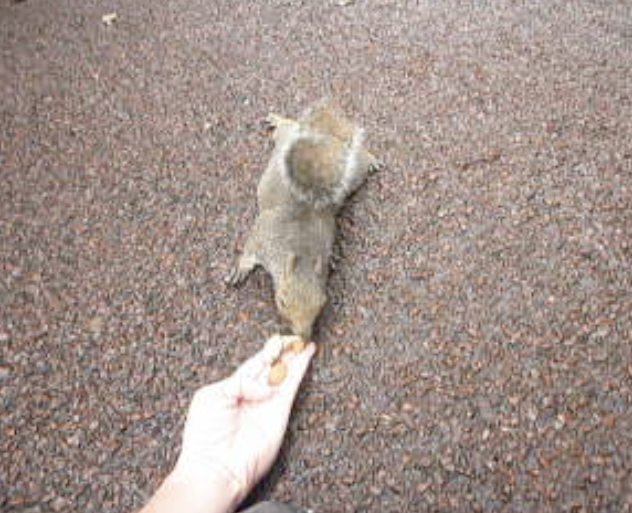 Glad Nomad Attack of the Squirrel