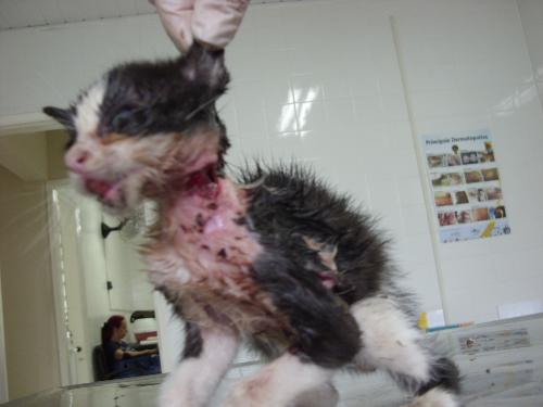 [tavinhodoentinho4.jpg]