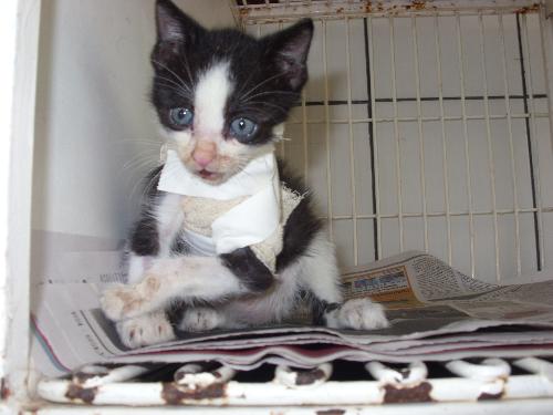 [tavinho+doentinho1.jpg]