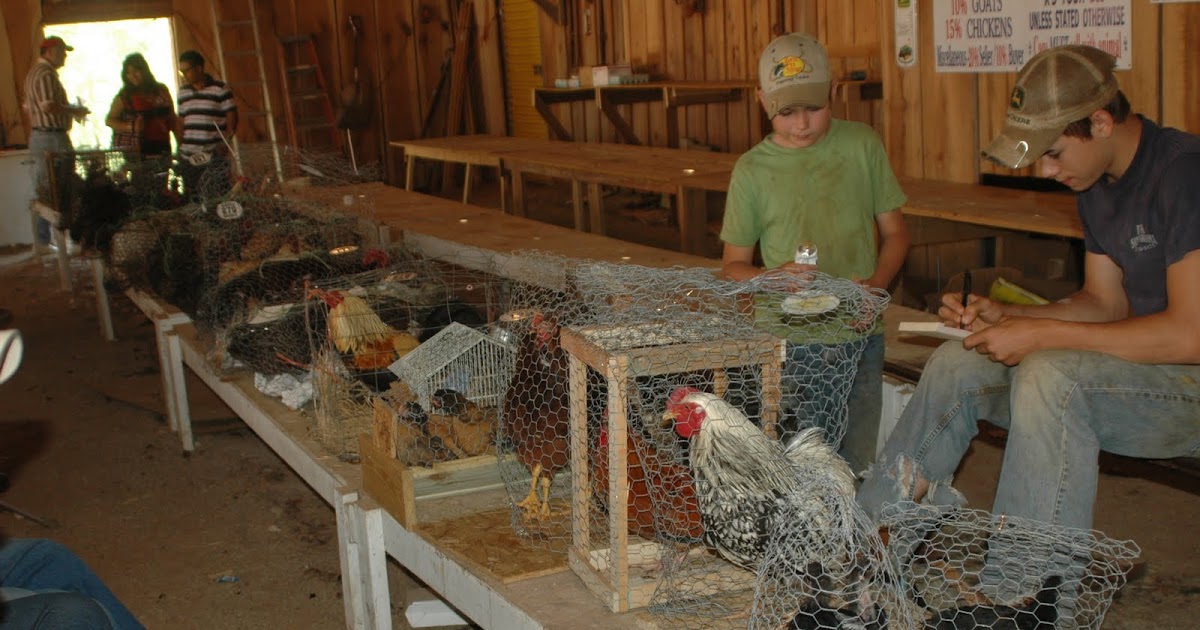 Is It Worth It? Raising Chickens For Eggs Affluent Pauper
