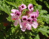 Pelargonium Quercifolium