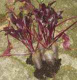 Beetroot