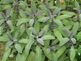 Purple Sage