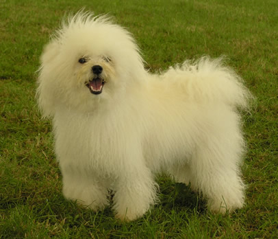 puppy bolognese