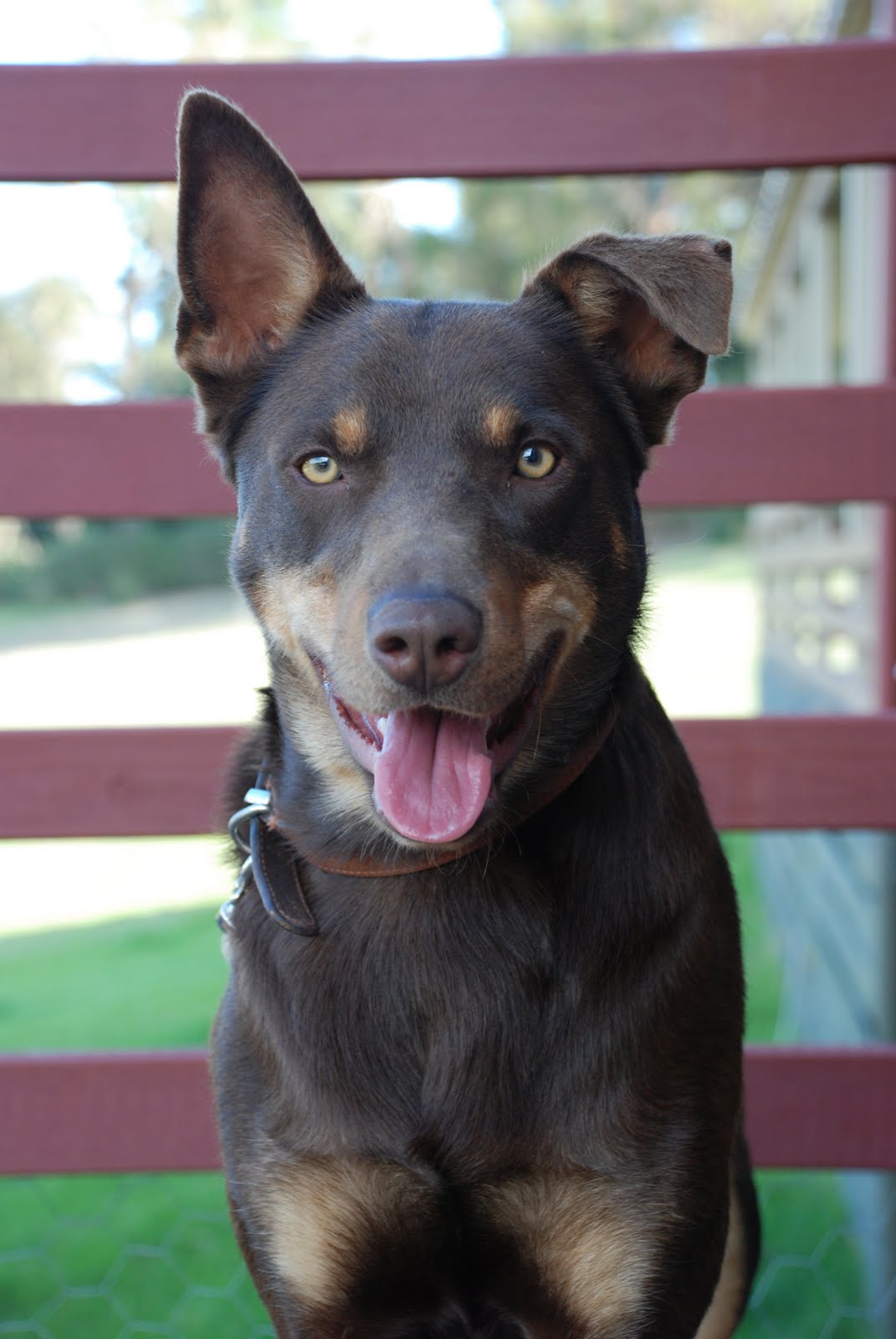PUPPY CARE CENTER Australian Kelpie Dog Puppy Care Center and The dog