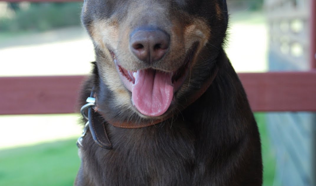 DOGS AND CATS BREED Australian Kelpie Dog Dogs and Cats wallpapers