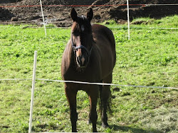 Min kjære, elskede hest Aurelius RIP