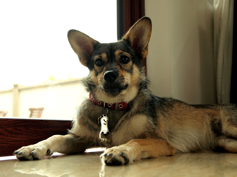 Saimi Whitaker Raumberg Blog Dog Scooting Butt On Carpet The