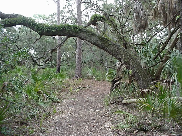 [blog-google-caladesi+trail.jpg]