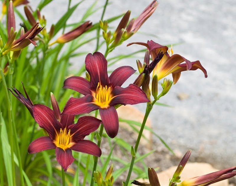 Flora ornamental, hortícola y medicinal.: Hemerocallis "Crimson Red