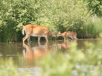 Crex Meadows
