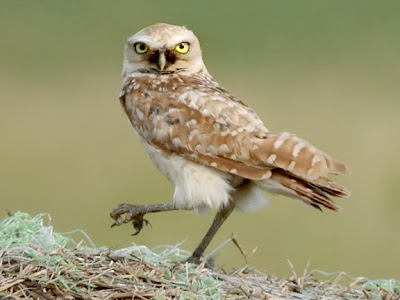 Burrowing Owl Pictures