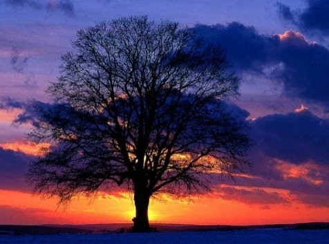 [Lone_Tree_at_sunset.jpg]