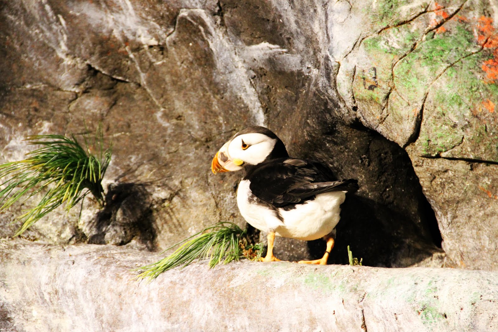 Horned Puffin  Saint Louis Zoo