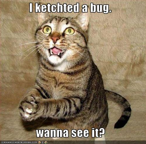 Hump Day Cat