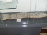 Fóssil de peixe