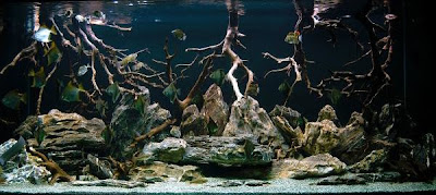 aquarium - Un aquarium sans substrat nutritif  1058L+-+Mike-Senske-2003