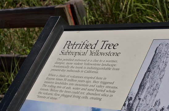 Petrified Tree Yellowstone