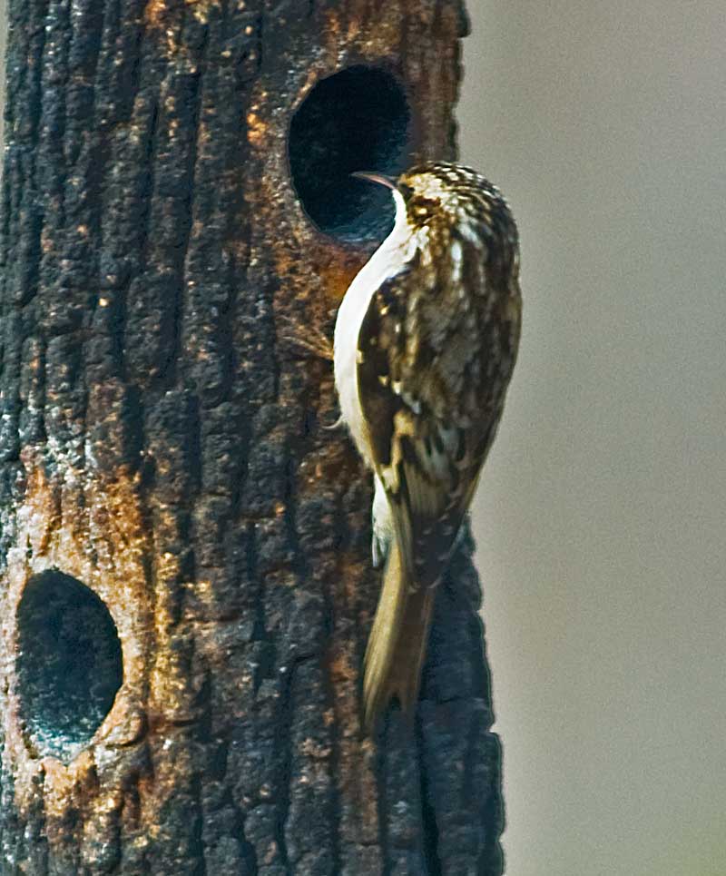 Brown Creeper