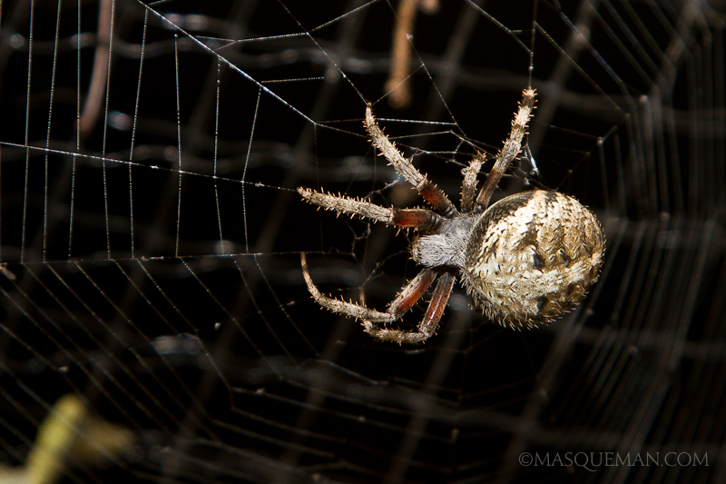 Summer Spiders Masqueman Photography and Design Andrew Hughes
