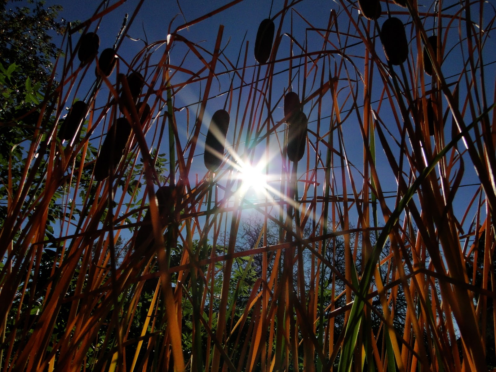 A Little Bit of British from Across The Pond Rushes and Reeds in my Garden