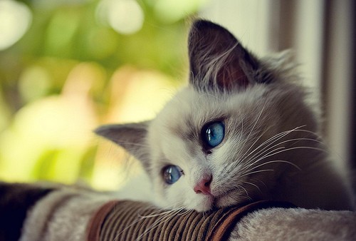 Sad Kitty .. Missing Someone