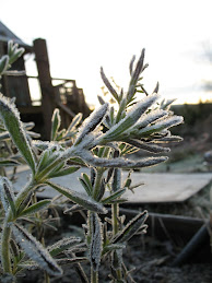 A Touch of Frost