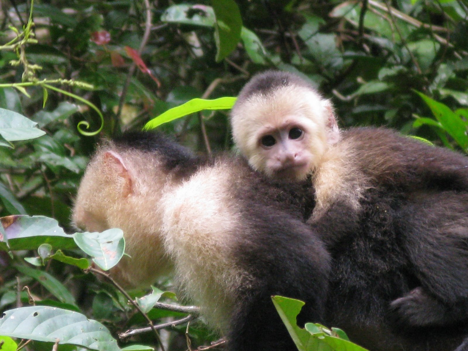 [white+faced+capuchin+monkey.jpg]