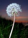 [dandelion.jpg]