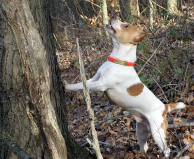 Feist puppies - dadmiss