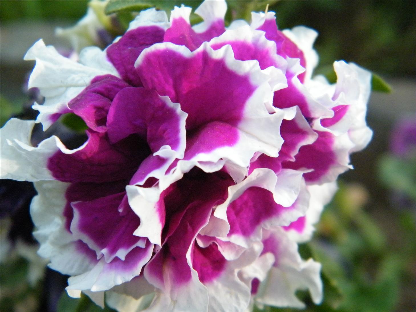 My Photography Blog Uttarakhand Flowers