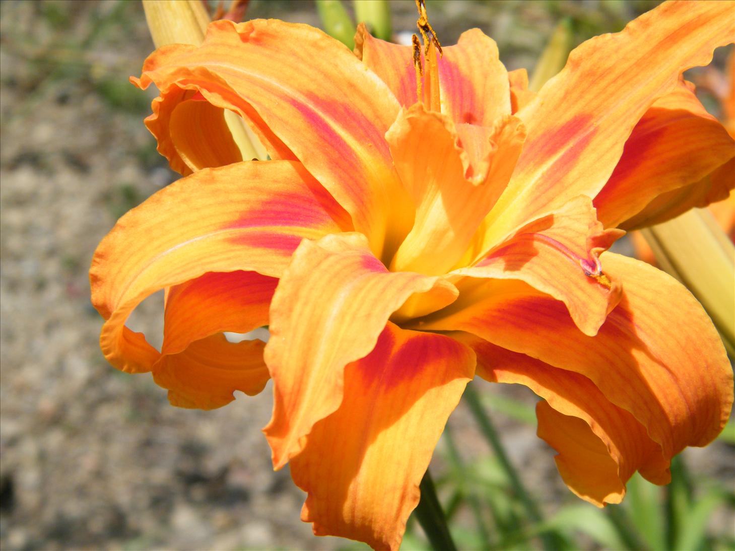 My Photography Blog Uttarakhand Flowers