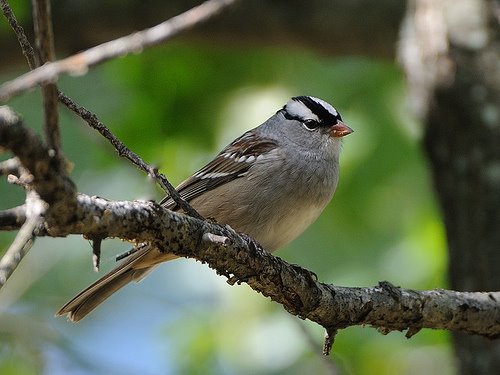 [pinery+pp+-+white+crowned+sparrow+by+geomaticsman+CC=sa-flickr.jpg]
