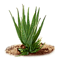 Herbal skin Care with Green Tea and Aloe Vera
