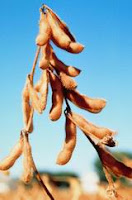 Soybean cure breast cancer