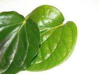 Cure Fluor Albus with Betel Leaf
