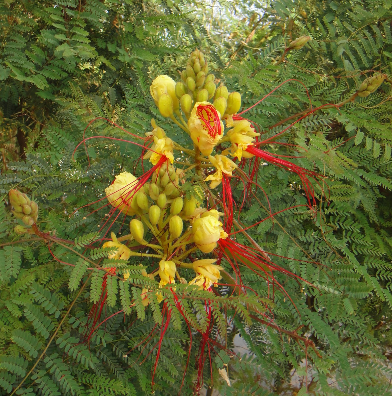 [gulrödblomma.jpg]