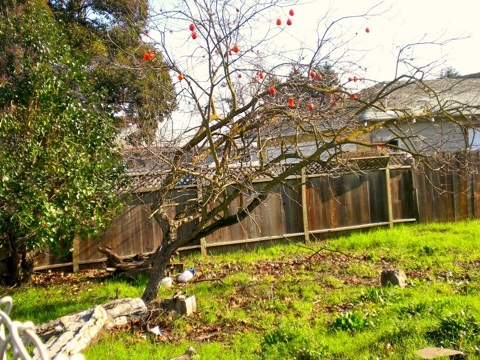 persimmon tree for sale furtyop