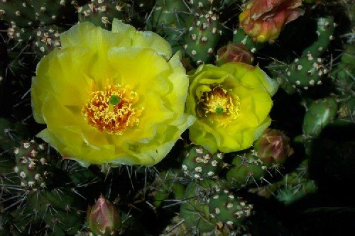 [Opuntia+fragilis.bmp]