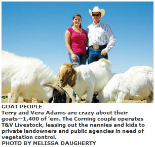 [goats.jpg]