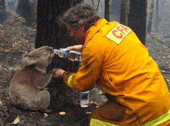 [Koala.jpg]