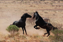 wilde paarden in Australië