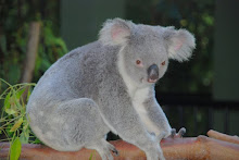 Koala in Australië