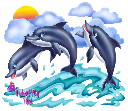 [three-dolphins_tori-704913.jpg]