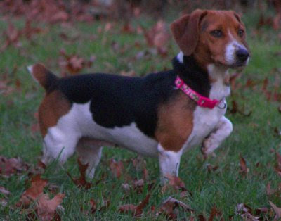 Beagle And Dachshund